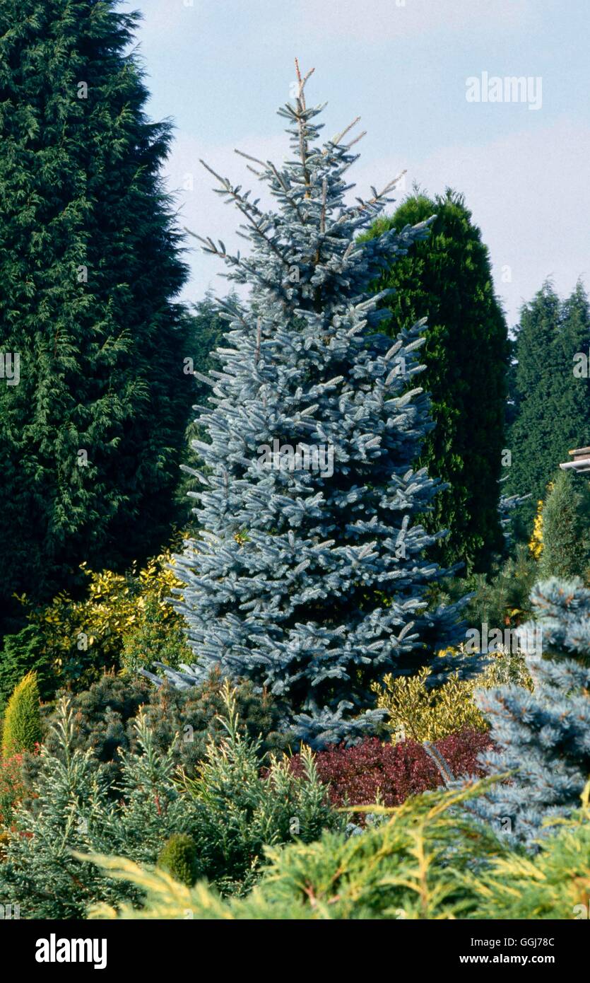 Picea pungens - `Hoopsii' AGM   CON045415 Stock Photo